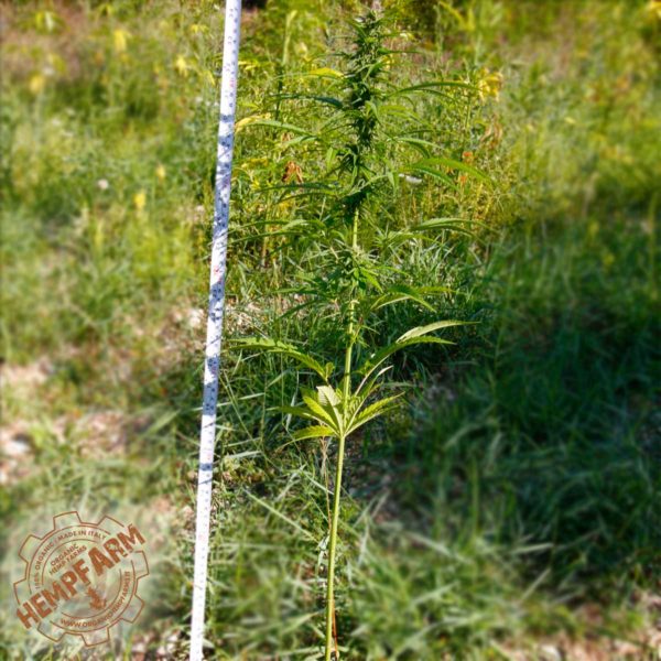 Canapa eletta campana ornamentale