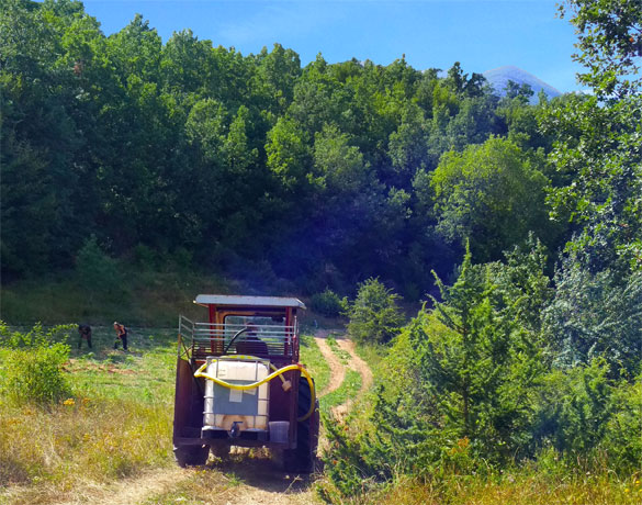 Organic Hemp Farms