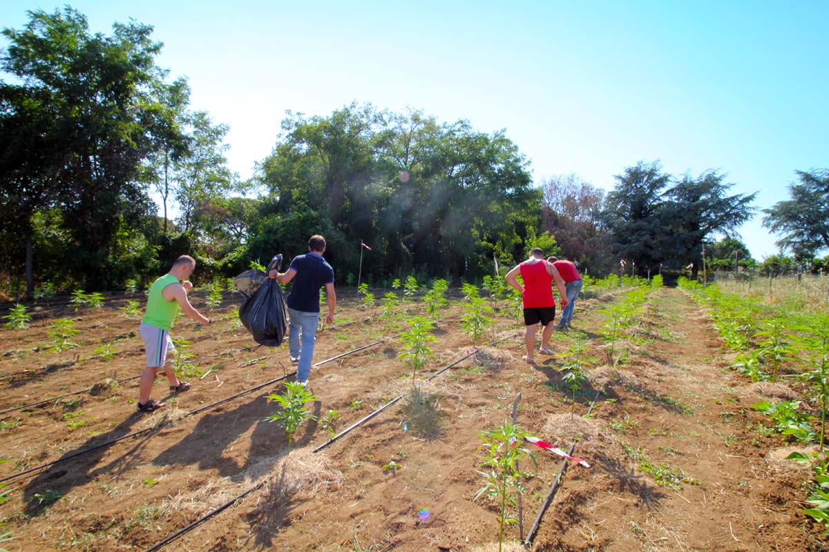 Canapa Orto di Roma Parsec Agri Cultura