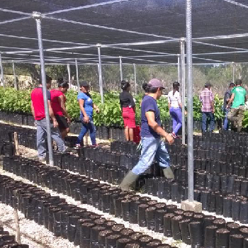 canapa per un albero di cacao