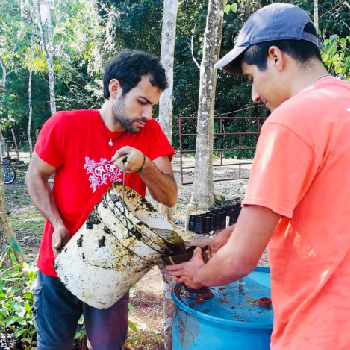 canapa per un albero di cacao