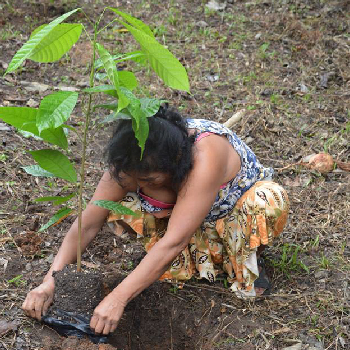 canapa per un albero di cacao