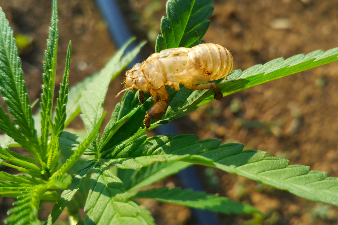 Esuvia cicala canapa